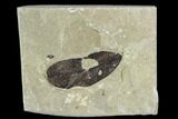 Fossil Legume (Leguminosites) Leaf - Green River Formation #109657-1